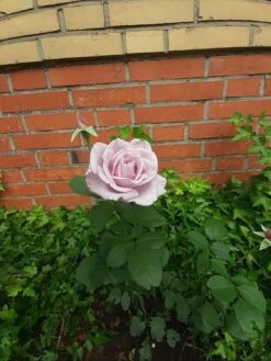 Edelrose 'Mainzer Fastnacht' ® -Angebote Blumen Takt Store edelrose mainzer fastnacht m005924 1078820 0