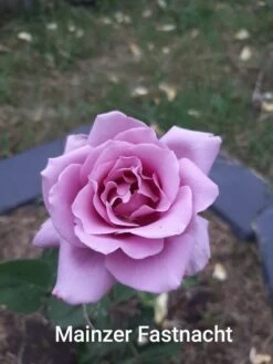 Edelrose 'Mainzer Fastnacht' ® -Angebote Blumen Takt Store edelrose mainzer fastnacht m005924 1147497 0