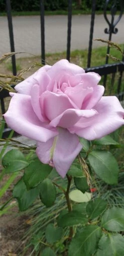 Edelrose 'Mainzer Fastnacht' ® -Angebote Blumen Takt Store edelrose mainzer fastnacht m005924 401538 0