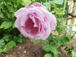 Edelrose 'Mainzer Fastnacht' ® -Angebote Blumen Takt Store edelrose mainzer fastnacht m005924 666481 0