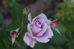 Edelrose 'Mainzer Fastnacht' ® -Angebote Blumen Takt Store edelrose mainzer fastnacht m005924 957317 0