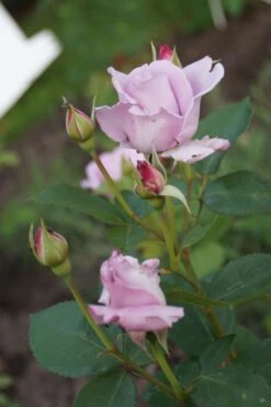 Edelrose 'Mainzer Fastnacht' ® -Angebote Blumen Takt Store edelrose mainzer fastnacht m005924 957317 1