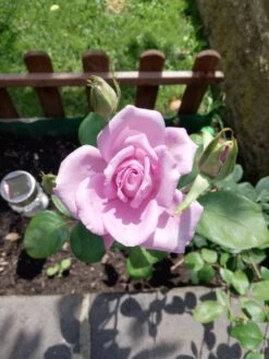 Edelrose 'Mainzer Fastnacht' ® -Angebote Blumen Takt Store edelrose mainzer fastnacht m005924 987656 0