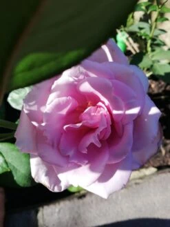 Edelrose 'Mainzer Fastnacht' ® -Angebote Blumen Takt Store edelrose mainzer fastnacht m005924 987656 1