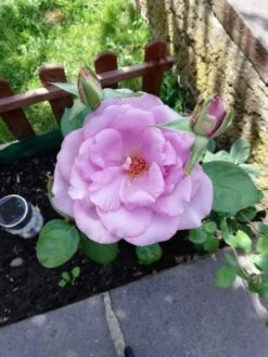 Edelrose 'Mainzer Fastnacht' ® -Angebote Blumen Takt Store edelrose mainzer fastnacht m005924 987656 2