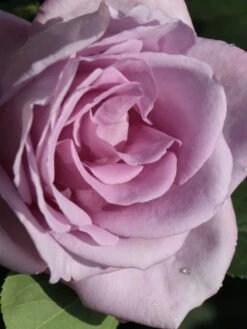 Edelrose 'Mainzer Fastnacht' ® -Angebote Blumen Takt Store edelrose mainzer fastnacht m005924 w 1