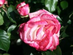 Nostalgie®-Edelrose 'Maxim' ® -Angebote Blumen Takt Store edelrose maxim m005928 w 0