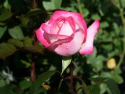 Nostalgie®-Edelrose 'Maxim' ® -Angebote Blumen Takt Store edelrose maxim m005928 w 2