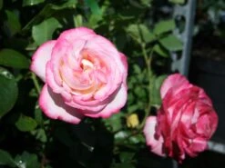 Nostalgie®-Edelrose 'Maxim' ® -Angebote Blumen Takt Store edelrose maxim m005928 w 3