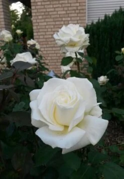 Edelrose 'Memoire' ® -Angebote Blumen Takt Store edelrose memoire m006076 485100 0