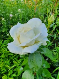 Edelrose 'Memoire' ® -Angebote Blumen Takt Store edelrose memoire m006076 743907 0