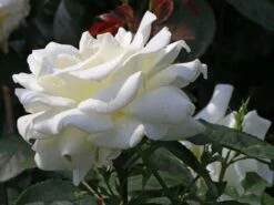 Edelrose 'Memoire' ® -Angebote Blumen Takt Store edelrose memoire m006076 w 0