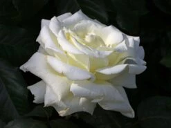 Edelrose 'Memoire' ® -Angebote Blumen Takt Store edelrose memoire m006076 w 1