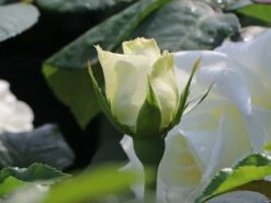 Edelrose 'Memoire' ® -Angebote Blumen Takt Store edelrose memoire m006076 w 2