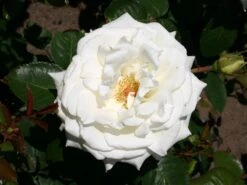 Edelrose 'Memoire' ® -Angebote Blumen Takt Store edelrose memoire m006076 w 4