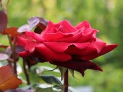 Edelrose 'Mildred Scheel' ® -Angebote Blumen Takt Store edelrose mildred scheel m005938 w 2