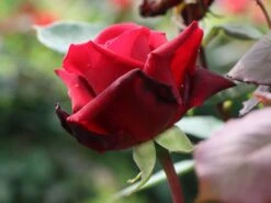 Edelrose 'Mildred Scheel' ® -Angebote Blumen Takt Store edelrose mildred scheel m005938 w 3