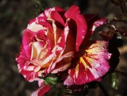 Edelrose Nirparfum Rose 'Broceliande' -Angebote Blumen Takt Store edelrose nirparfum rose broceliande m013902 908161 0