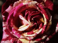 Edelrose Nirparfum Rose 'Broceliande' -Angebote Blumen Takt Store edelrose nirparfum rose broceliande m013902 908161 1