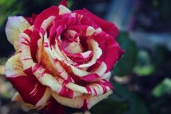 Edelrose Nirparfum Rose 'Broceliande' -Angebote Blumen Takt Store edelrose nirparfum rose broceliande m013902 908161 2