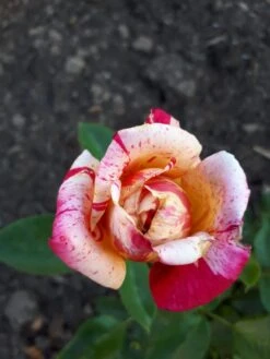 Edelrose Nirparfum Rose 'Broceliande' -Angebote Blumen Takt Store edelrose nirparfum rose broceliande m013902 908796 0