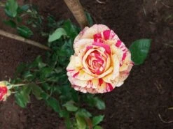 Edelrose Nirparfum Rose 'Broceliande' -Angebote Blumen Takt Store edelrose nirparfum rose broceliande m013902 927416 0