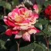 Edelrose Nirparfum Rose 'Broceliande' -Angebote Blumen Takt Store edelrose nirparfum rose broceliande m013902 h 0