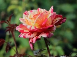 Edelrose Nirparfum Rose 'Broceliande' -Angebote Blumen Takt Store edelrose nirparfum rose broceliande m013902 w 0