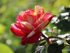 Edelrose Nirparfum Rose 'Broceliande' -Angebote Blumen Takt Store edelrose nirparfum rose broceliande m013902 w 2