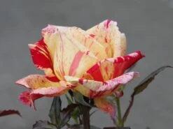 Edelrose Nirparfum Rose 'Broceliande' -Angebote Blumen Takt Store edelrose nirparfum rose broceliande m013902 w 3 1