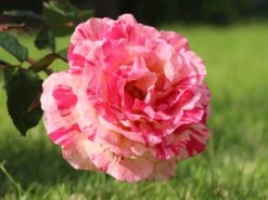 Edelrose Nirparfum Rose 'Broceliande' -Angebote Blumen Takt Store edelrose nirparfum rose broceliande m013902 w 5 1