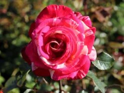 Edelrose Nirparfum Rose 'Broceliande' -Angebote Blumen Takt Store edelrose nirparfum rose broceliande m013902 w 5