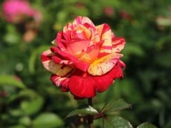 Edelrose Nirparfum Rose 'Broceliande' -Angebote Blumen Takt Store edelrose nirparfum rose broceliande m013902 w 6