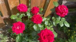 Edelrose 'Noblesse' ® -Angebote Blumen Takt Store edelrose noblesse m117263 318306 0