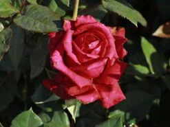 Edelrose 'Noblesse' ® -Angebote Blumen Takt Store edelrose noblesse m117263 w 1