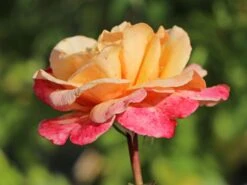 Edelrose 'Oh Happy Day' ® -Angebote Blumen Takt Store edelrose oh happy day m099227 w 4