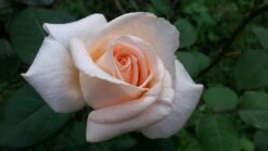 Edelrose 'Osiana' ® 10 Edelrose 'Osiana' ® -Angebote Blumen Takt Store edelrose osiana m005944 671558 0