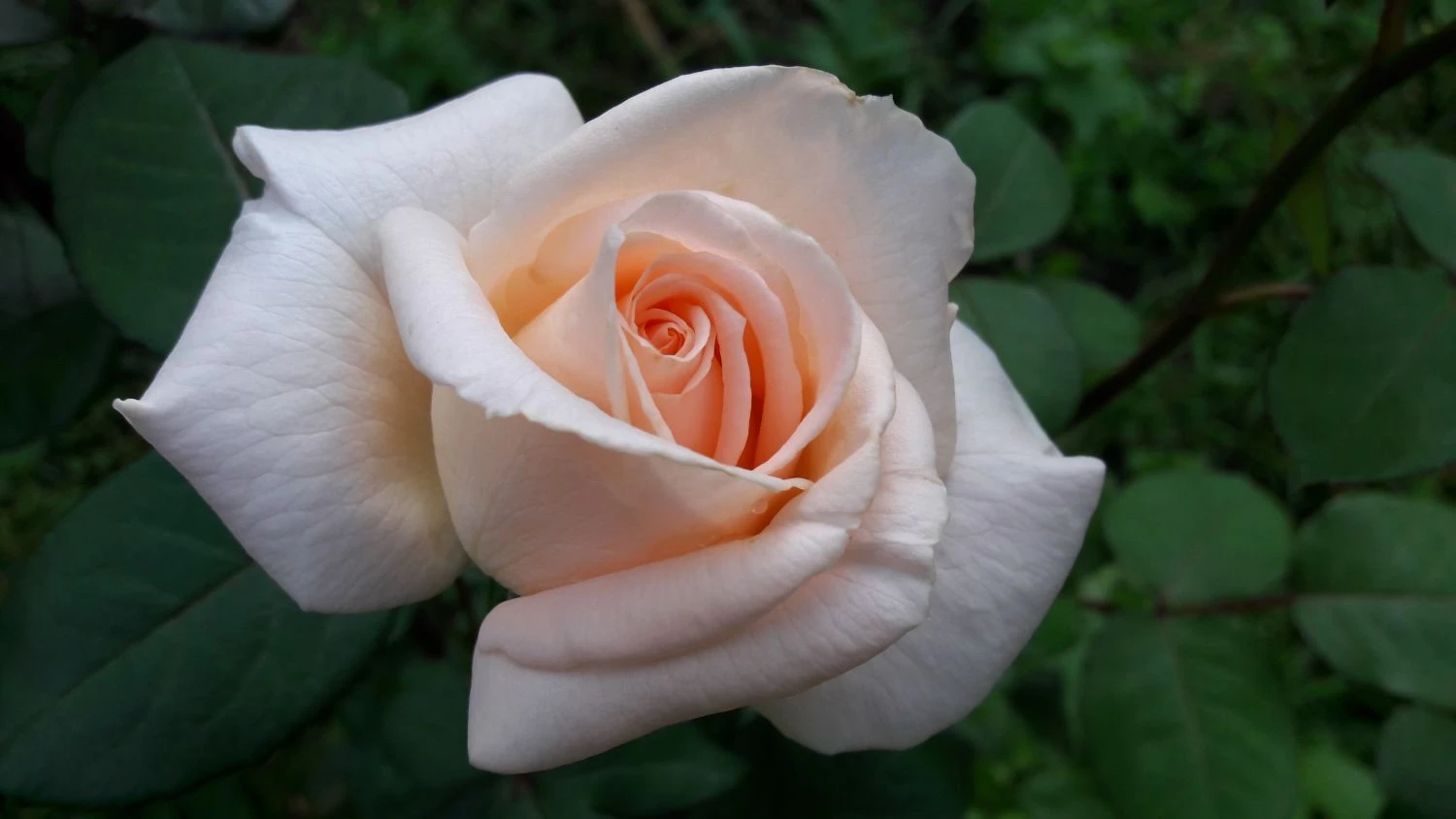 Edelrose 'Osiana' ® 6 Edelrose 'Osiana' ® – Bild 4