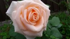 Edelrose 'Osiana' ® 9 Edelrose 'Osiana' ® -Angebote Blumen Takt Store edelrose osiana m005944 671558 1