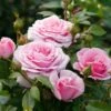 Edelrose 'Pacific Blue' ® -Angebote Blumen Takt Store edelrose pacific blue m113611 h 0