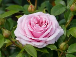 Edelrose 'Pacific Blue' ® -Angebote Blumen Takt Store edelrose pacific blue m113611 w 0