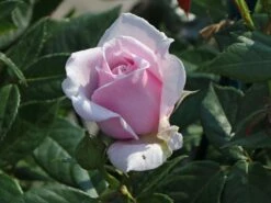 Edelrose 'Pacific Blue' ® -Angebote Blumen Takt Store edelrose pacific blue m113611 w 1