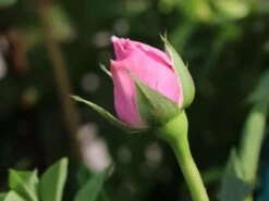 Edelrose 'Pacific Blue' ® -Angebote Blumen Takt Store edelrose pacific blue m113611 w 2