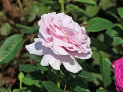 Edelrose 'Pacific Blue' ® -Angebote Blumen Takt Store edelrose pacific blue m113611 w 3