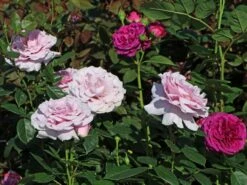 Edelrose 'Pacific Blue' ® -Angebote Blumen Takt Store edelrose pacific blue m113611 w 4