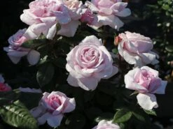 Edelrose 'Pacific Blue' ® -Angebote Blumen Takt Store edelrose pacific blue m113611 w 5