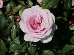 Edelrose 'Pacific Blue' ® -Angebote Blumen Takt Store edelrose pacific blue m113611 w 6