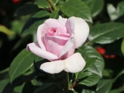 Edelrose 'Pacific Blue' ® -Angebote Blumen Takt Store edelrose pacific blue m113611 w 7