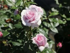 Edelrose 'Pacific Blue' ® -Angebote Blumen Takt Store edelrose pacific blue m113611 w 8