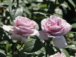 Edelrose 'Pacific Blue' ® -Angebote Blumen Takt Store edelrose pacific blue m113611 w 9